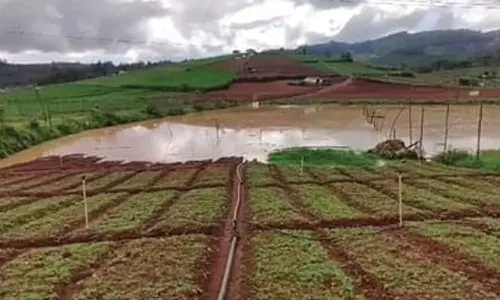 ஊட்டியில் 3 மணி நேரம் கொட்டியது: கனமழையால் நீரில் மூழ்கிய காய்கறி தோட்டங்கள்