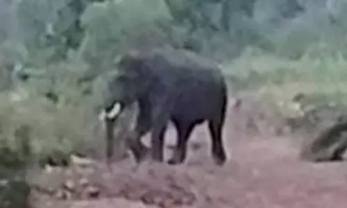 பங்களாப்புதூர் அருகே விவசாய தோட்டத்தில் புகுந்து கரும்புகளை சேதப்படுத்திய காட்டுயானை