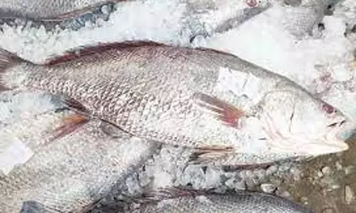 அபூர்வ வகை கூரல் மீன்