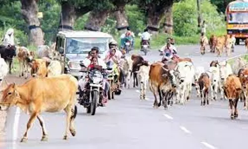 போக்குவரத்துக்கு இடையூறு செய்யும் கால்நடைகளை பறிமுதல்செய்ய ஹைட்ராலிக் லிப்ட் பொருத்திய வாகனங்கள்