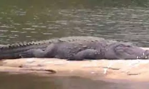 காவிரி கரையில் இறந்து கிடந்த முதலை குட்டியால் பரபரப்பு