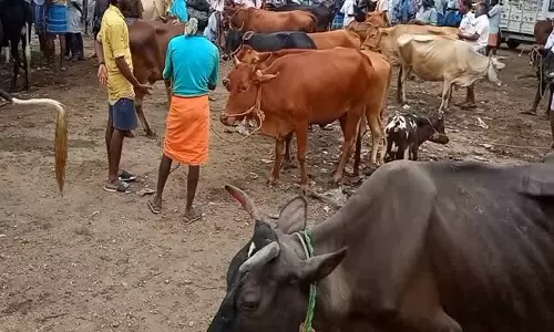 புளியம்பட்டி வார சந்தையில் ரூ.1கோடிக்கு கால்நடைகள் விற்பனை
