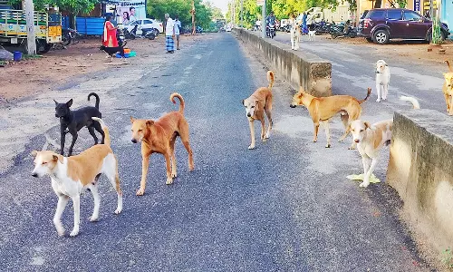 திண்டுக்கல்லில் பொதுமக்களை விரட்டி கடிக்கும் தெருநாய்கள்