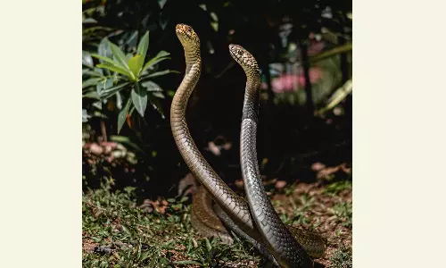 ஒரே நாளில் 3 பாம்புகள் பிடிபட்டன