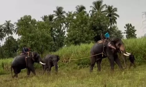 4 பேரை கொன்ற யானை திருப்பதி பூங்காவில் பராமரிப்பு