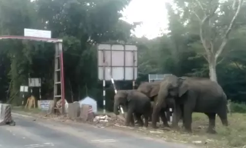 பண்ணாரி சோதனை சாவடி அருகே உலாவரும் காட்டு யானைகள்