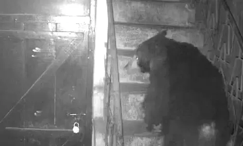 கோத்தகிரியில் ஊருக்குள் பகலிலும் உலா வரும் கரடிகள்