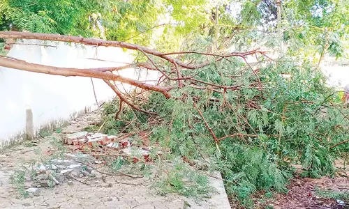 கனமழையால் மரம் முறிந்து விழுந்து சுற்றுச்சுவர் சேதம்