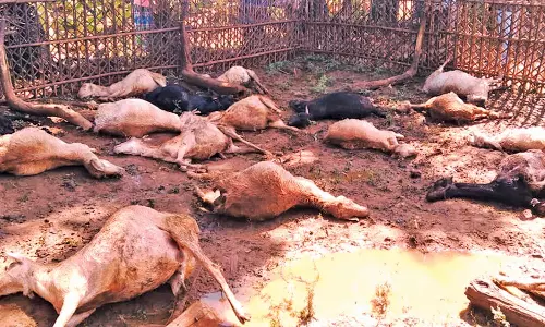 மேட்டூர் அருகே இடி தாக்கி 20 ஆடுகள் பலி