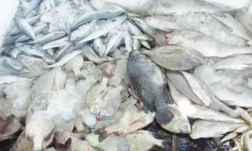உக்கடம் மார்க்கெட்டில் மீன்கள் விலை குறைந்தது