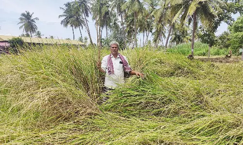 நெல் விளையாமல் ரூ.60 ஆயிரம் நஷ்டம் அடைந்த விவசாயி