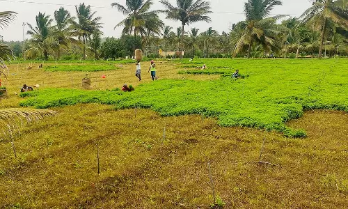 கீரைகளை ஏற்றுமதி செய்ய முடியாமல் தவிக்கும் விவசாயிகள்