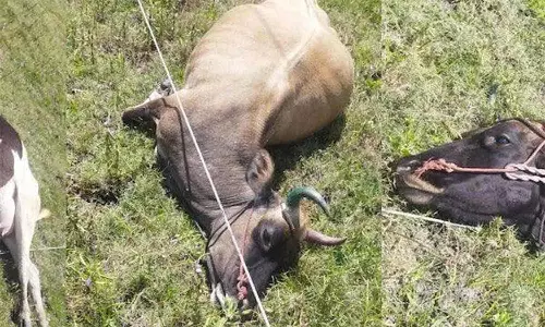 மின்சாரம் தாக்கி 3 மாடுகள் பலி