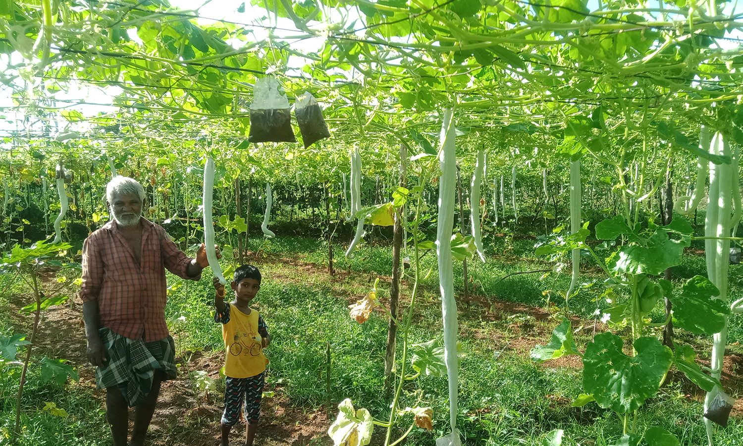 நிலக்கோட்டை அருகே புடலங்காய் விளைச்சல் அதிகரிப்பால் விவசாயிகள் மகிழ்ச்சி