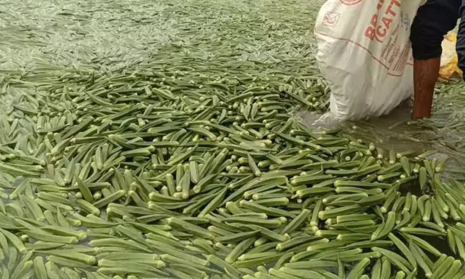 விலை வீழ்ச்சி இல்லை என அதிகாரிகள் தகவல்