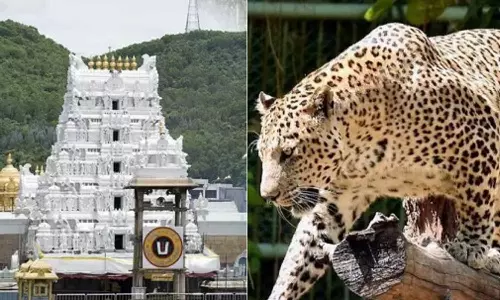 சிறுமியை கொன்ற சிறுத்தை எது என மரபணு சோதனை: பிடிபட்ட சிறுத்தைகள் மீண்டும் வன பகுதியில் விட முடிவு