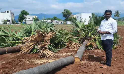 பனை மரங்கள் அனுமதியின்றி வெட்டப்பட்டதால் பரபரப்பு