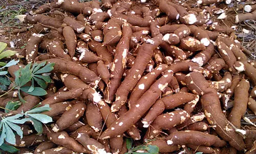 மரவள்ளி கிழங்கு டன்னுக்கு ரூ.3 ஆயிரம் சரிவு