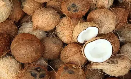 ரூ.1 லட்சத்து 54 ஆயிரத்துக்கு தேங்காய் ஏலம்