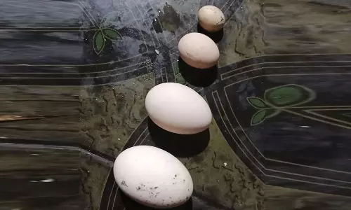 வில்லுக்குறி அருகே அதிசய கோழி முட்டை