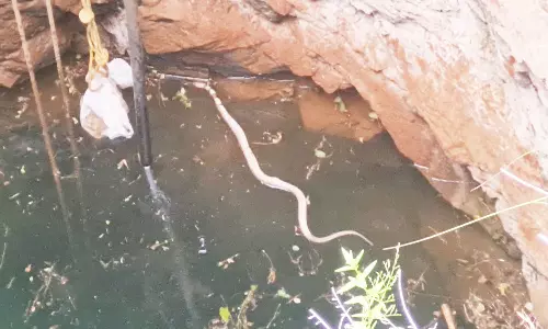 கிணற்றில் 8 அடி நீள நாகபாம்பு மீட்பு