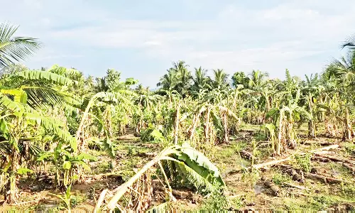 அறுவடைக்கு தயாராக இருந்த வாழை மரங்கள் சாய்ந்தது