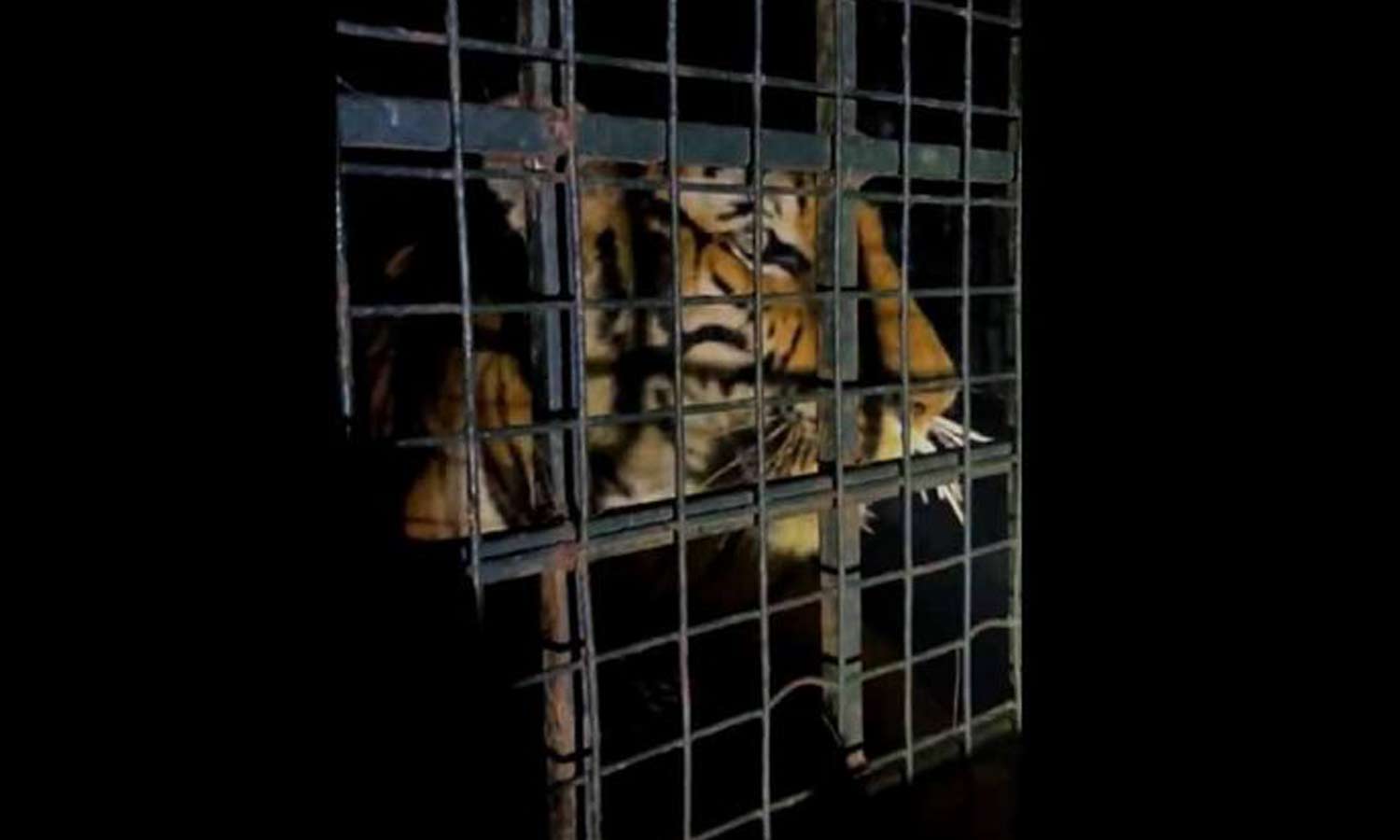 வயநாட்டில் அட்டகாசம் செய்த புலி சிக்கியது