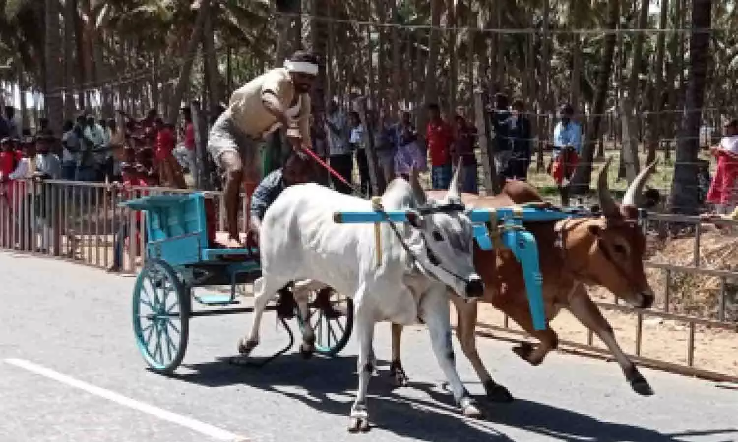 உடுமலை அருகே தி.மு.க. சார்பில் ரேக்ளா போட்டி