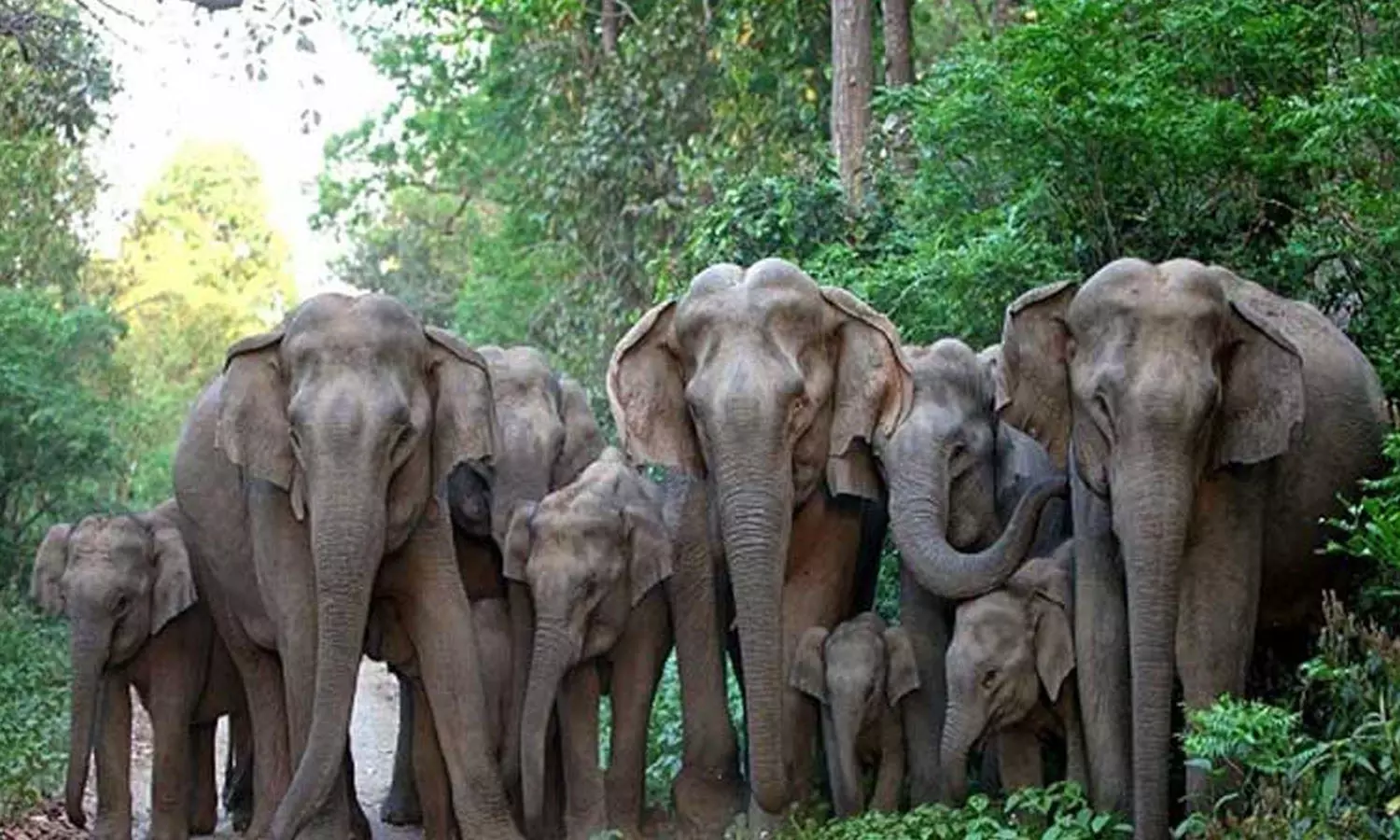 வாழைகளை சேதப்படுத்திய காட்டு யானைகள் வாழைகளை சேதப்படுத்திய காட்டு யானைகள்