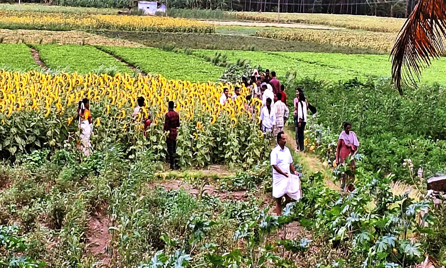 சூரியகாந்தி மலர்களை பார்க்க படையெடுக்கும் சுற்றுலா பயணிகள்.