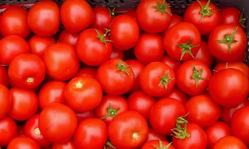 தக்காளியை அரசே கொள்முதல் செய்ய வேண்டும் - தமிழக விவசாயிகள் பாதுகாப்பு சங்கம் வலியுறுத்தல்