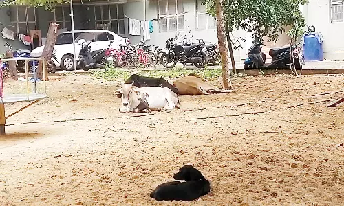 நாகர் போலீஸ் குடியிருப்பு பூங்காவில் திரியும் நாய்கள்-மாடுகளால் பொதுமக்கள் அவதி
