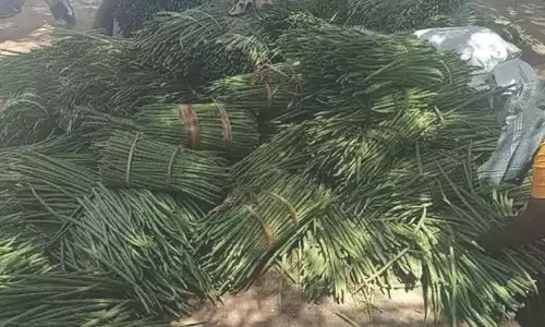 வெள்ளகோவிலில் 60 டன் முருங்கை காய் வரத்து