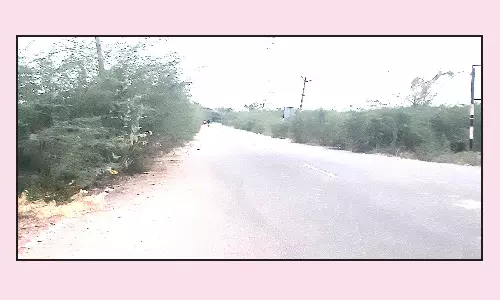 போக்குவரத்துக்கு இடையூறாக உள்ள கருவேல மரங்கள்