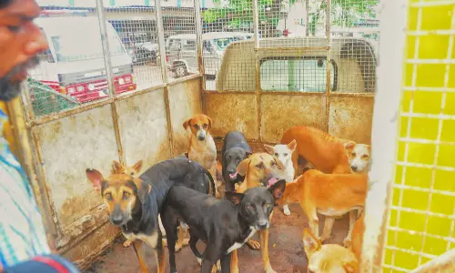 நாகர்கோவில் கலெக்டர் அலுவலக வளாகத்தில் 10 நாய்கள் பிடிபட்டன