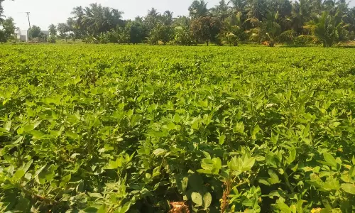 தொடர் மழையால் செழித்து வளர்ந்து கிடக்கும் நிலக்கடலை செடிகள்