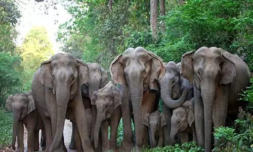 வாழைகளை சேதப்படுத்திய காட்டு யானைகள்