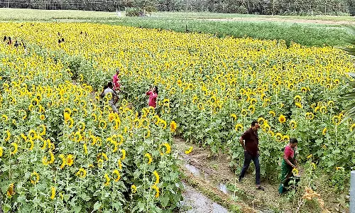 தென்காசியில் மேலும் ஒரு சுற்றுலா தளம் - சுற்றுலா பயணிகளை கவர்ந்து வரும் சூரியகாந்தி மலர்கள்