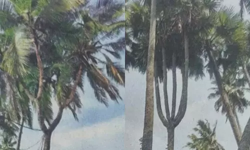 ஆந்திராவில் அதிசயம்: 6 கிளைகளுடன் தென்னை, 5 கிளைகளுடன் பனை மரங்கள்