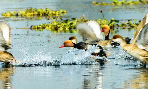 காஞ்சிபுரம் மாவட்ட ஏரிகளில் 190 வகை புதிய பறவைகள்- வெளிநாடுகளில் இருந்து வருகை