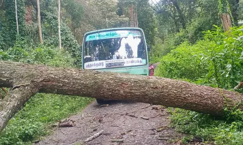 பெரும்பாறை அருகே மலைச்சாலையில் மரம் முறிந்து விழுந்து விபத்து - பயணிகள் உயிர் தப்பினர்
