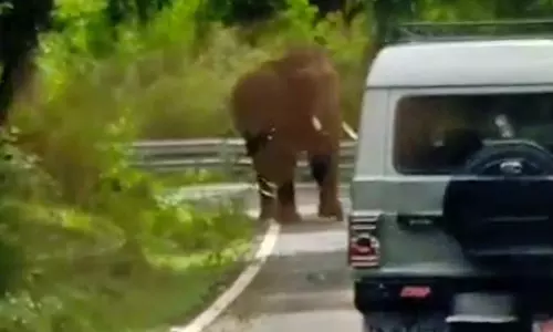 பாச்சலூர் அருகே வாகனத்தை வழிமறித்து மிரட்டிய ஒற்றை யானையால் பீதி