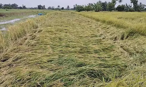 செங்கல்பட்டு பகுதியில் பலத்த மழை- அறுவடைக்கு தயாராக இருந்த 60 ஏக்கர் நெற்பயிர் சேதம்
