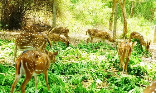 அமிர்தி பூங்காவில் பார்வையாளர் நுழைவு கட்டணம் உயர்வு