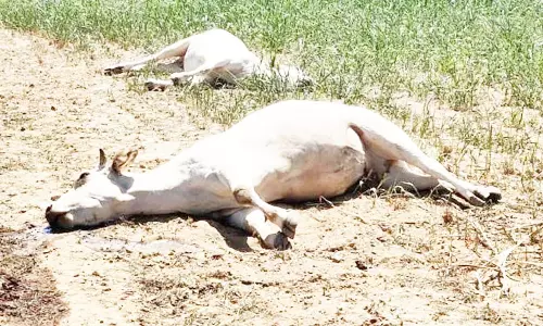 விஷம் கலந்த தண்ணீரை குடித்து 2 மாடுகள் சாவு