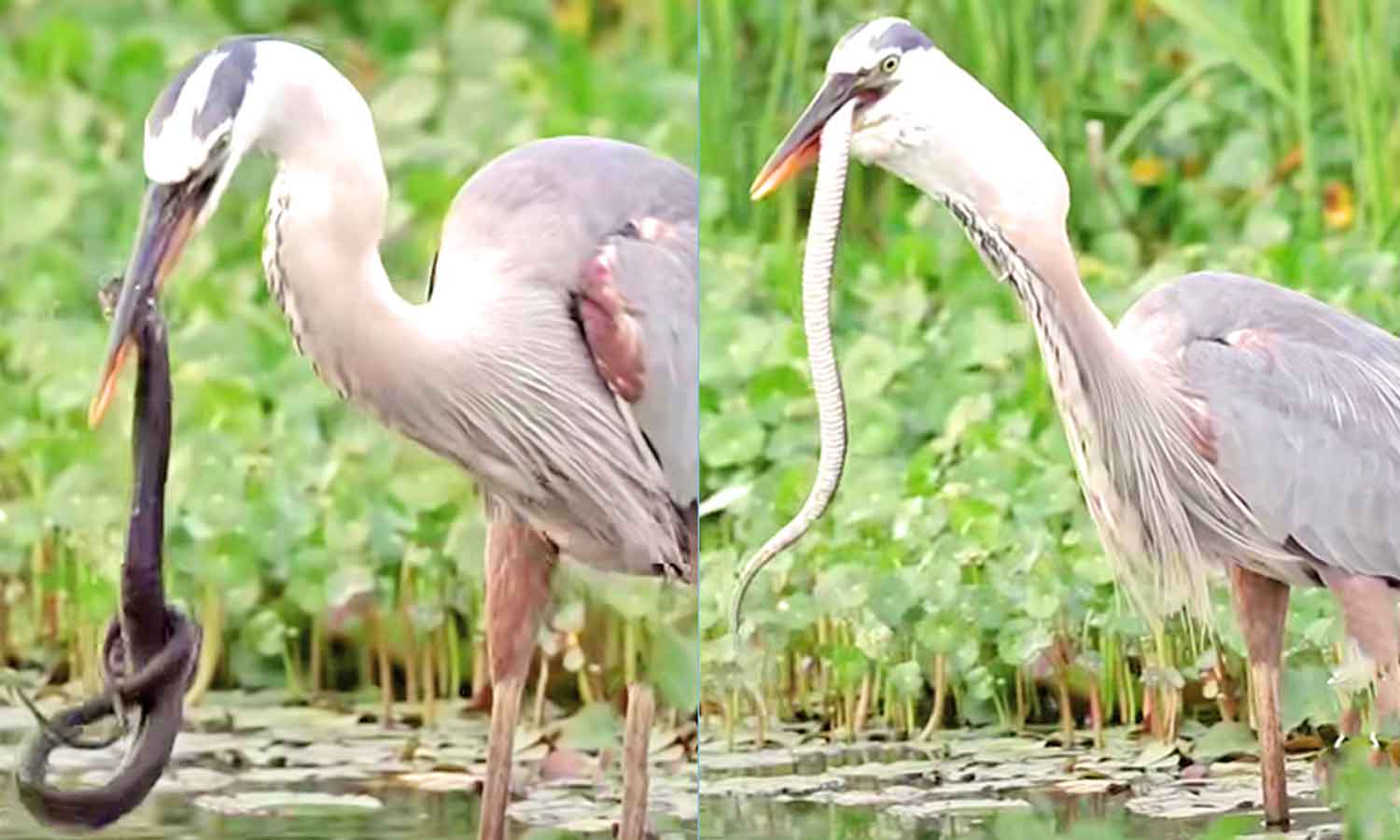 பாம்பை கொத்தி விழுங்கும் கொக்கு Tamil news crane that swallows a snake