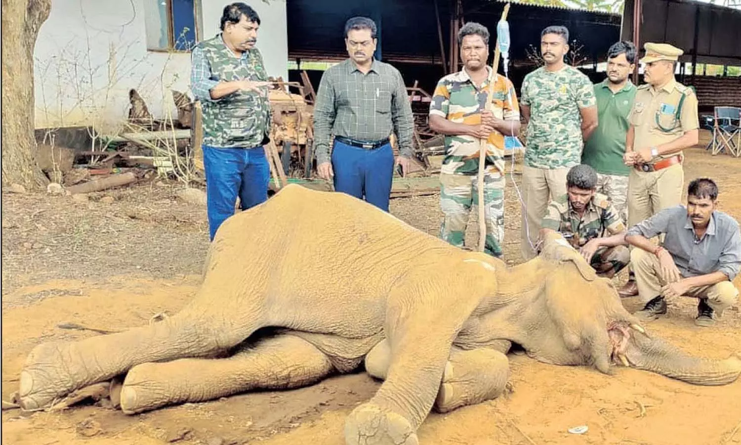 அவுட்டுக்காய் வெடித்து பெண் யானை பலியானது குறித்து வனத்துறையினர் விசாரணை அவுட்டுக்காய் வெடித்து பெண் யானை பலியானது குறித்து வனத்துறையினர் விசாரணை