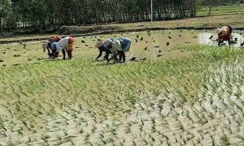 சம்பா நெல் நடவு பணிகள் விறுவிறுப்பு