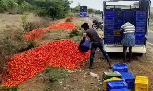 உரிய விலை இல்லாததால் உடுமலையில் விளைந்த தக்காளியை சாலையில் வீசும் விவசாயிகள்