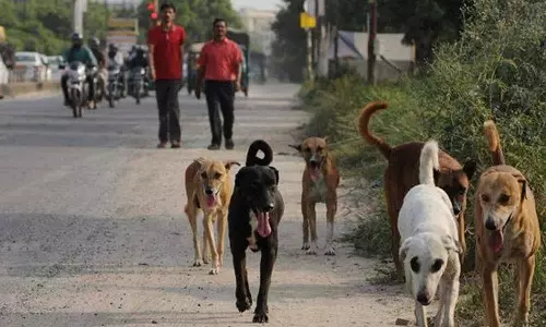 வெள்ளகோவிலில் நாய் கடித்து ஆடு பலி